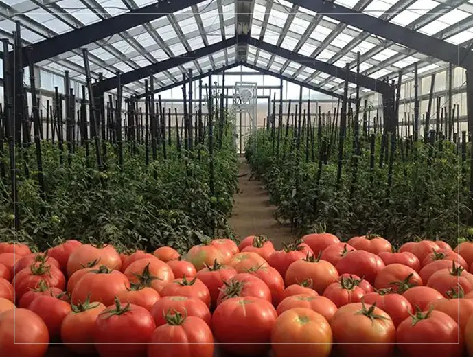 A greenhouse filled with lots of tomatoes.