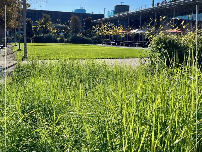 A grassy field with trees and a fence