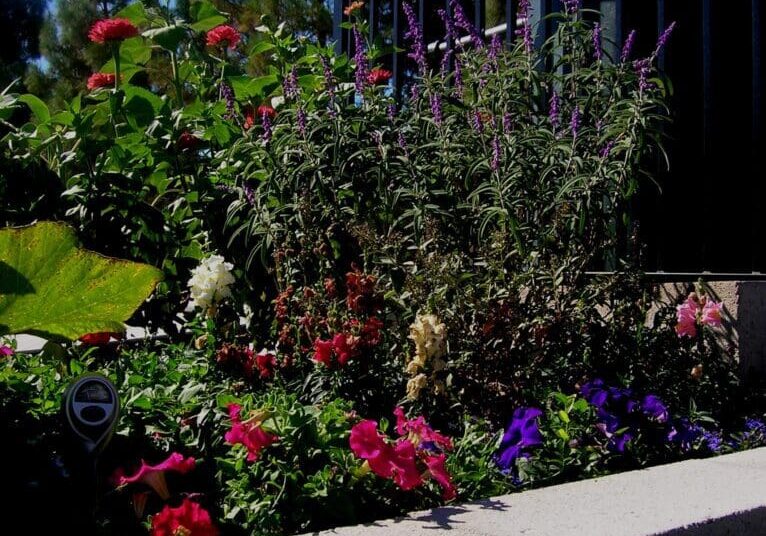 A flower bed with red, purple and pink flowers.